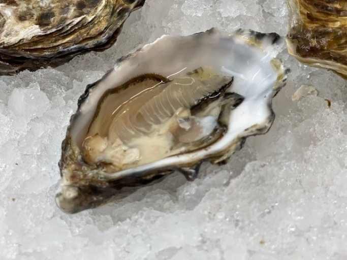 Französische Austern - ab 6 Stück - No.2